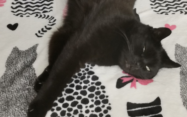 Zbiórka Manio niewydolność nerek - zdjęcie główne