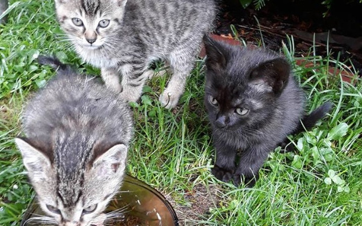 Zbiórka Na szczepienia dla 3 kociąt - zdjęcie główne
