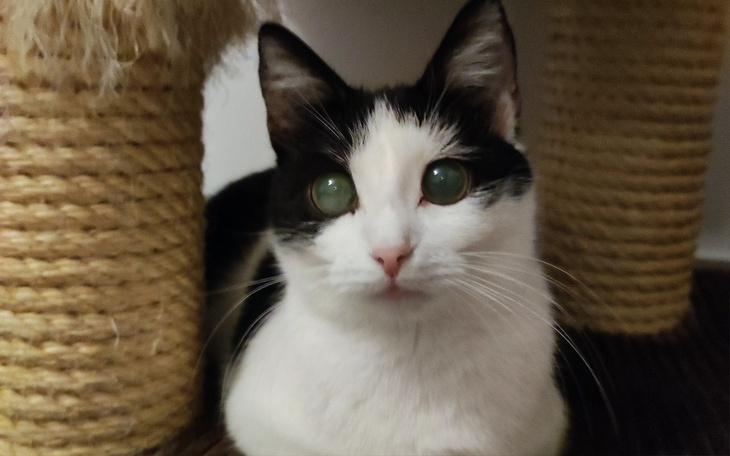 Zbiórka Walka o życie Lei - zdjęcie główne