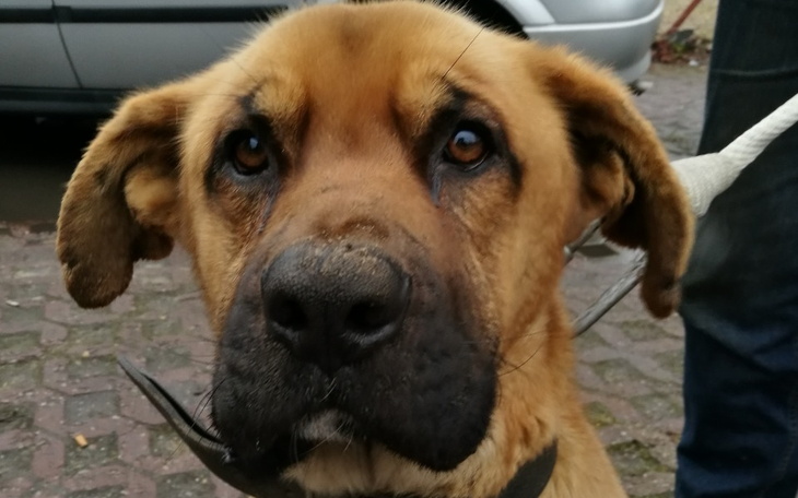 Zbiórka Schronisko czy hotel, Ty decyduj - zdjęcie główne