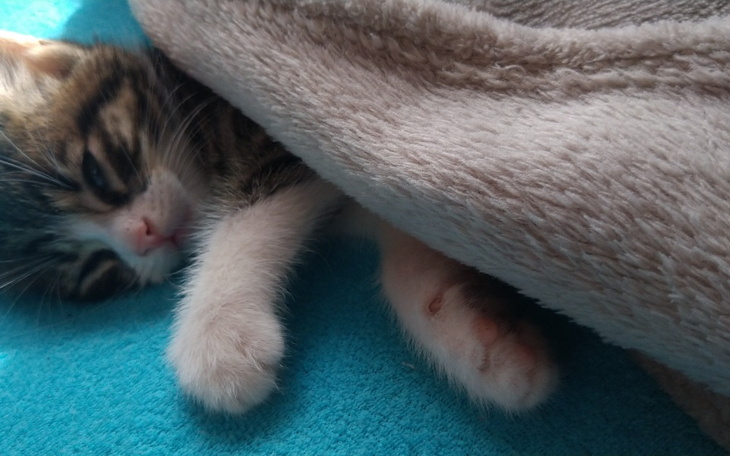 Zbiórka Na leki dla kotka - zdjęcie główne