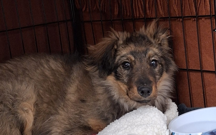 Pies w klatce, z wyrazem ciekawości na twarzy.