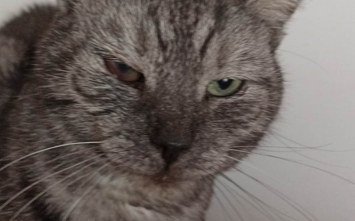 Zbiórka Bobek - kotek z FIPem - zdjęcie główne