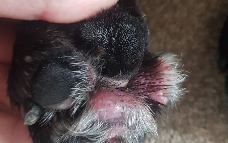 Zbiórka Lekarstwa i opieka weterynaryjna - zdjęcie główne