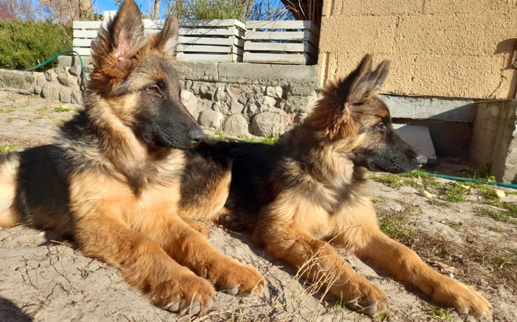 Zbiórka Na pomoc Nadbużańskim Ogonkom - zdjęcie główne