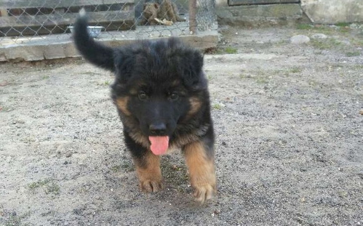 Zbiórka Buda dla owczarka - zdjęcie główne