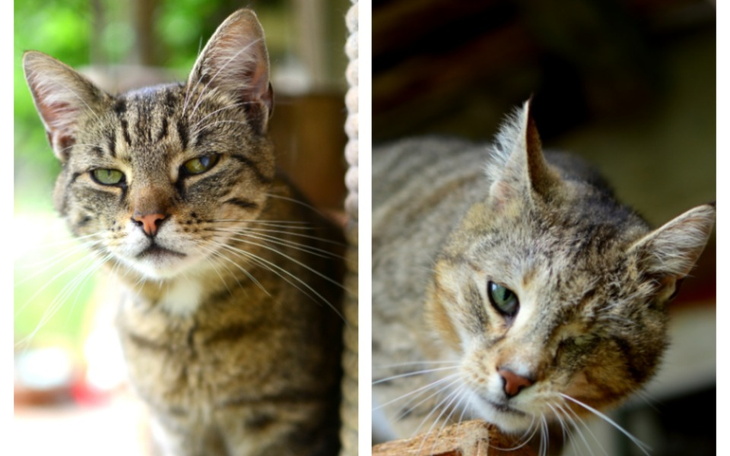 Zbiórka Na pomoc Kociarzom z Witniczki - zdjęcie główne