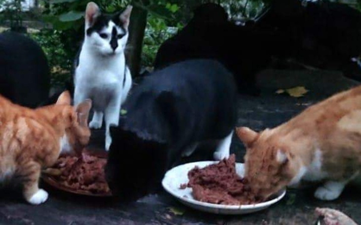 Zbiórka Puszki dla Puszków z Młocin - zdjęcie główne