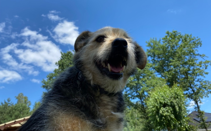 Zbiórka karma dla schroniska w Czartkach - zdjęcie główne