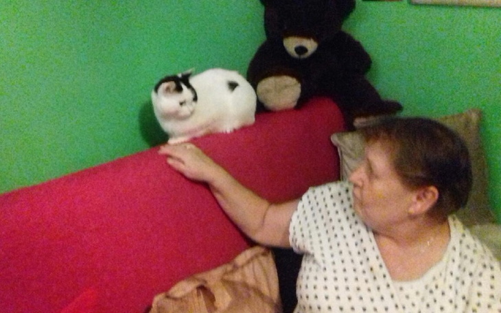 Zbiórka Leczenie kota Maćka - zdjęcie główne