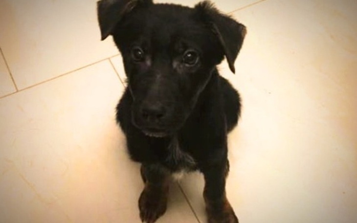 Zbiórka Chory Pączuś walczy o życie - zdjęcie główne