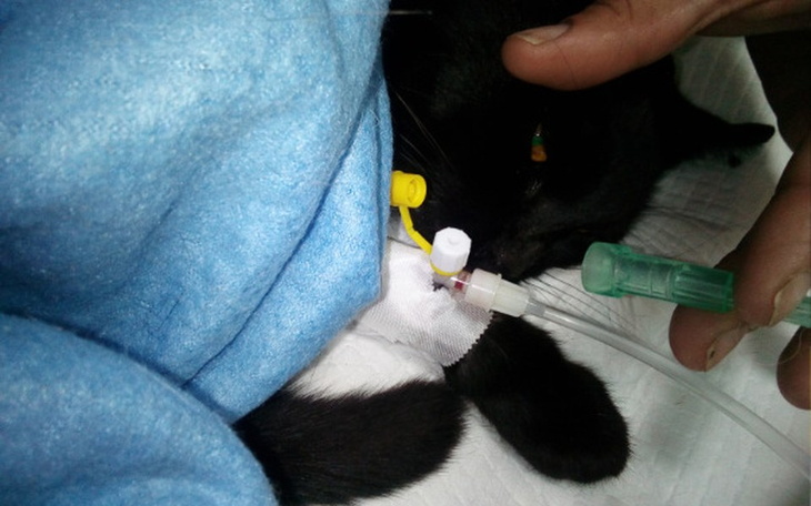 Zbiórka Zbiórka na leczenie karmę w MDT - zdjęcie główne