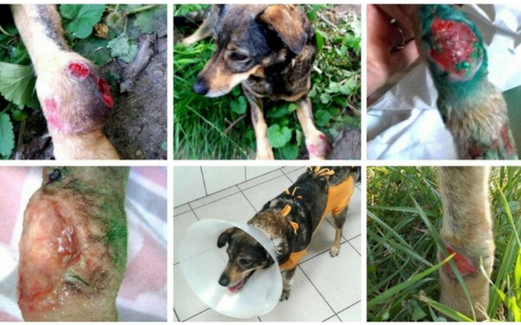 Zbiórka porzucona sunia z wielkim guzem - zdjęcie główne