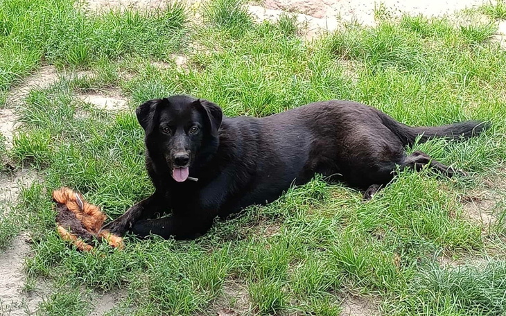 Czarny pies leżący na trawie z zabawką w pysku.