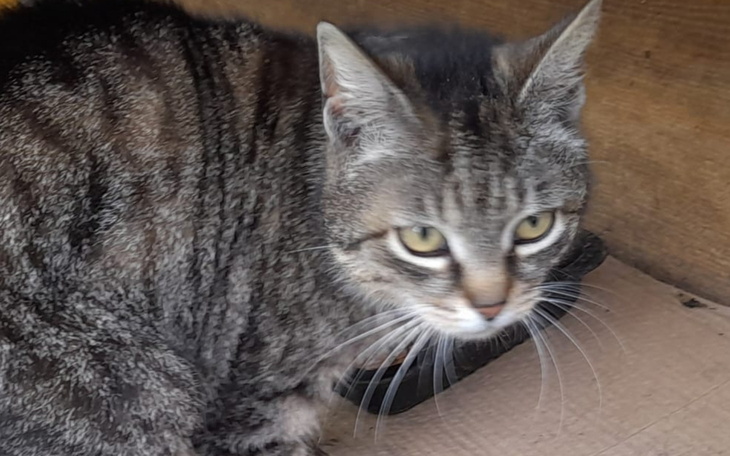 Kot siedzący w kącie, z wyrazem niepokoju.