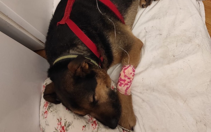 Pies odpoczywający z opatrunkiem na łapie, leżący na poduszce.