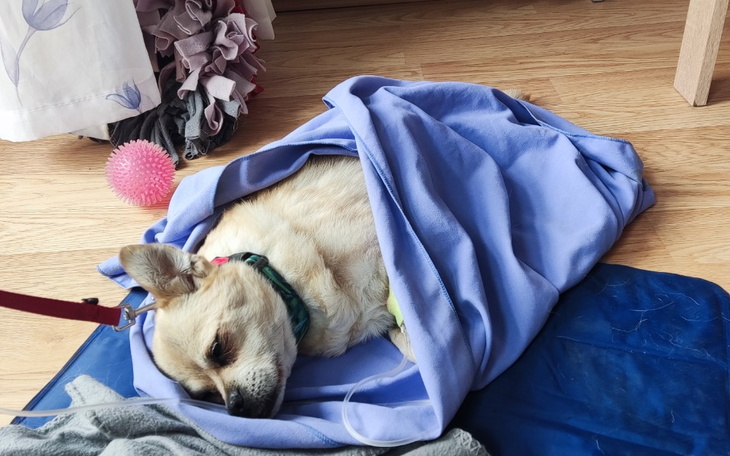 Zbiórka Nikoś zbiera na leczenie - zdjęcie główne