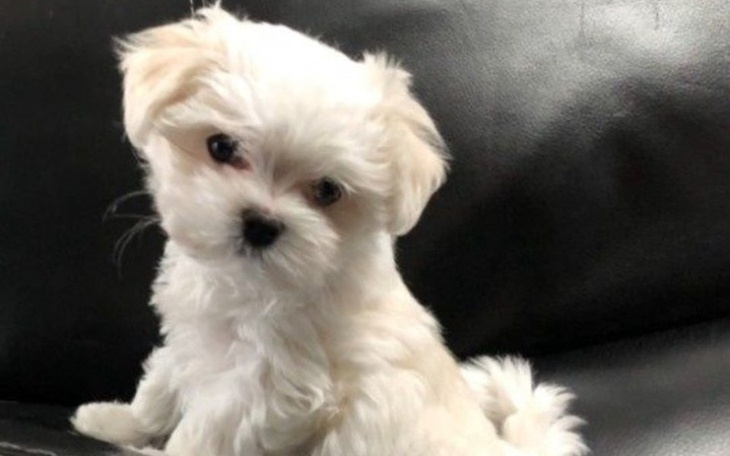 Zbiórka Zbieram na psa. - zdjęcie główne