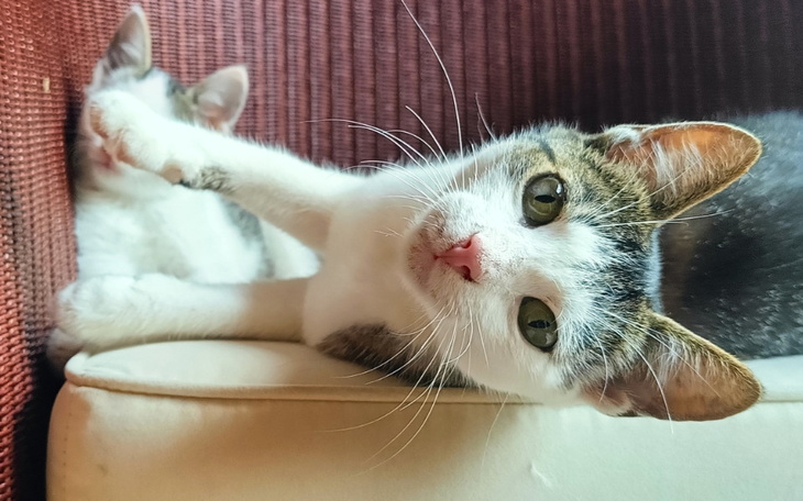 Koty odpoczywające na kanapie, jeden z nich patrzy w kamerę.