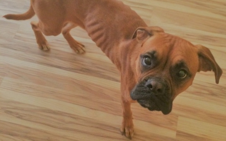 Zbiórka PILNIE potrzebna pomoc dla psa - zdjęcie główne