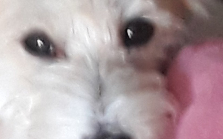 Zbiórka Pomoc dla piesków dwóch - zdjęcie główne