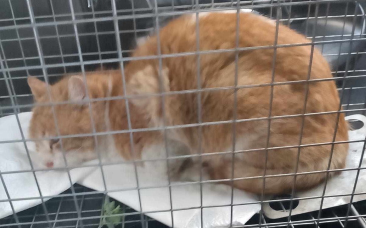 Rudy kot śpiący w klatce, otulony białym papierem.