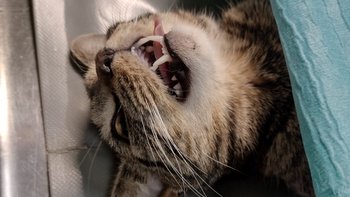 Zbiórka Pomoc dla bezdomnego kocurka - miniaturka zdjęcia