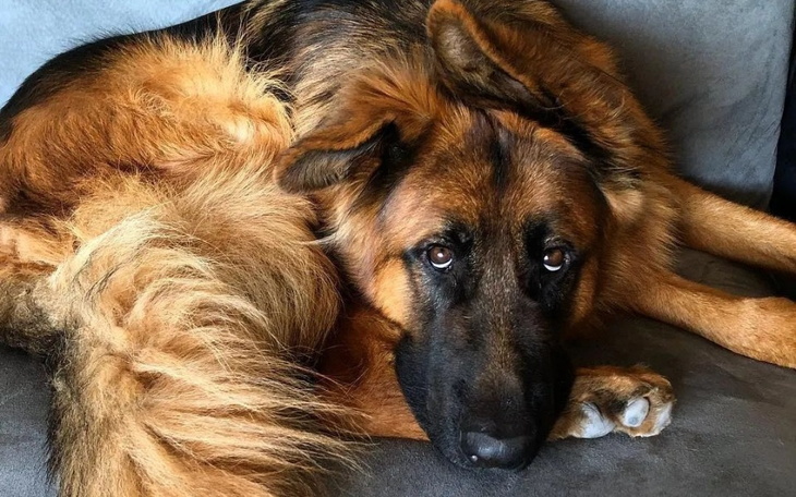 Zbiórka Operacja mojego psa Smyka - zdjęcie główne