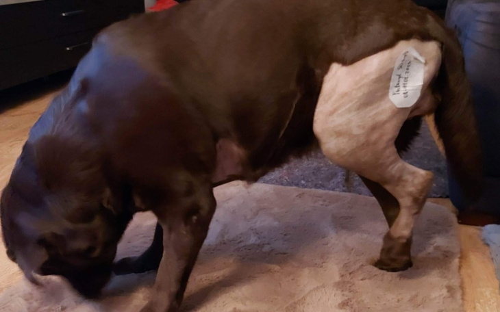 Zbiórka Rehabilitacja Laby - zdjęcie główne