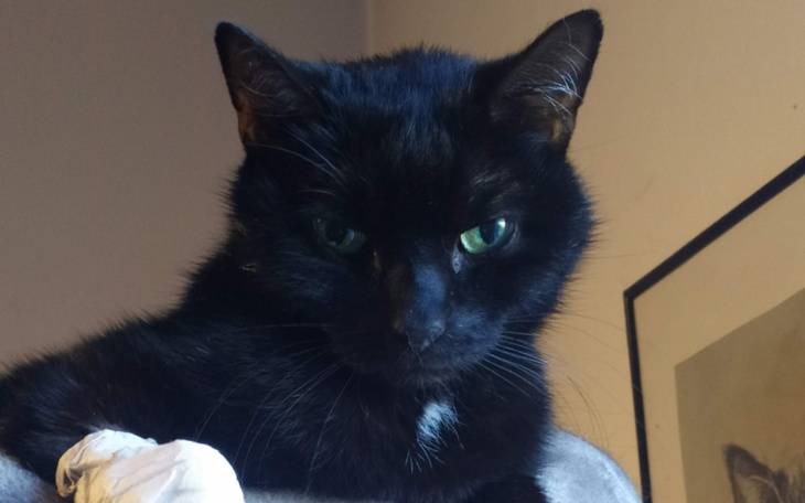 Zbiórka Feliks prosi o szansę na życie - zdjęcie główne