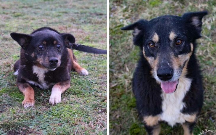 Dwa psy na trawie, jeden leży, drugi stoi.