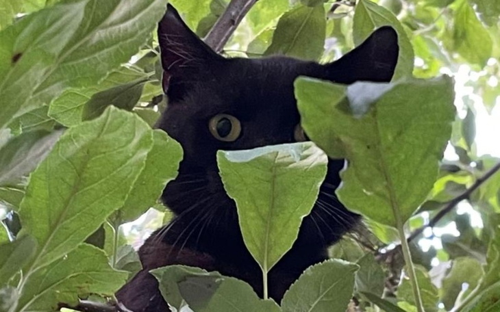 Zbiórka Aparat do robieniaa zdjęć - zdjęcie główne