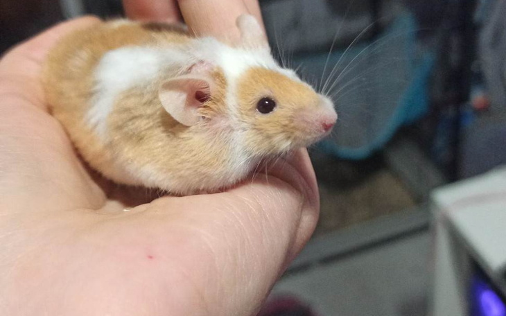 Zbiórka Operacja Gnara - zdjęcie główne