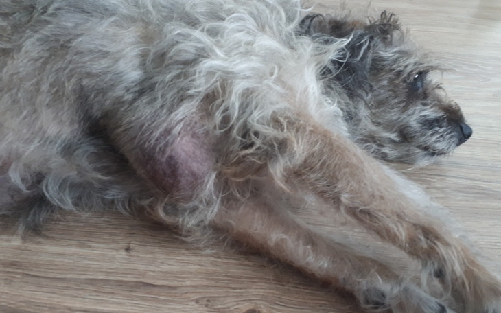 Zbiórka Operacja guza u Dejzi - zdjęcie główne