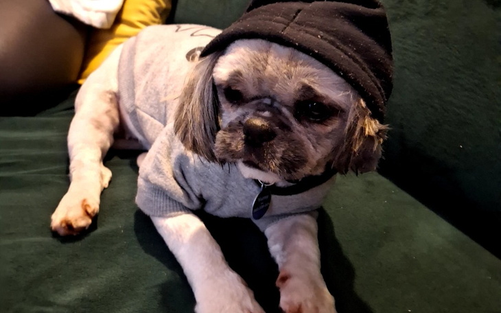 Pies w szarej bluzie i czapce, leżący na kanapie.