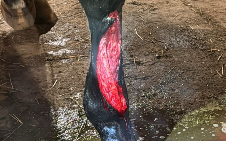 Zbiórka Leczenie Orajda - zdjęcie główne