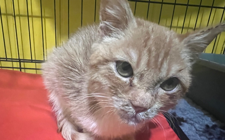 Rudy kot z wyrazem smutku, siedzący na czerwonym kocyku.