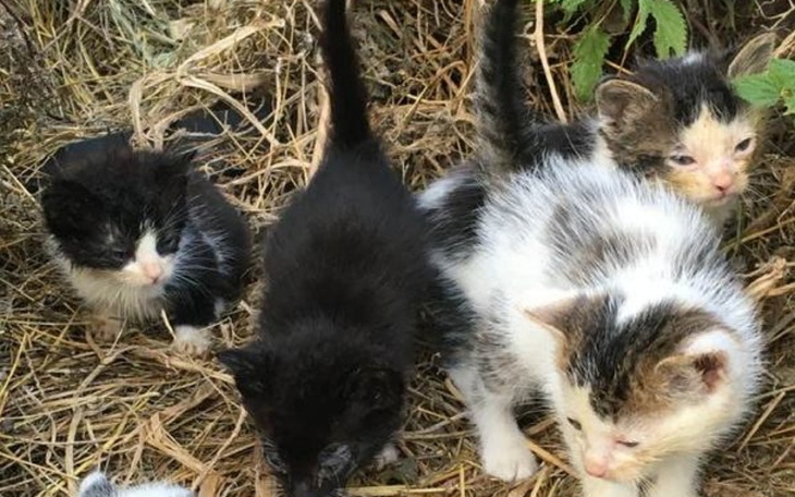 Zbiórka Pomagamy zwierzętom kotom i psom - zdjęcie główne