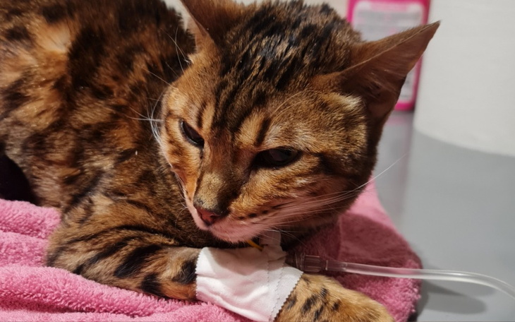 Zbiórka Na leczenie Naomi - zdjęcie główne