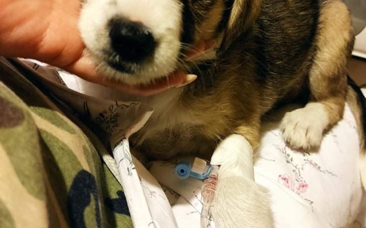 Zbiórka Wygrać z parwo - zdjęcie główne