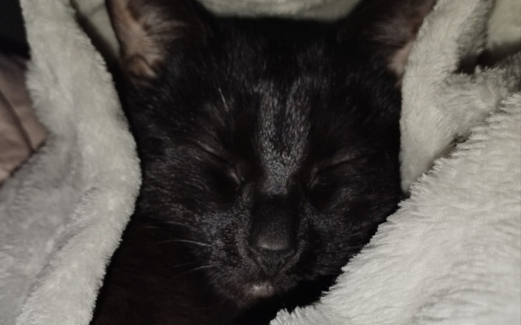 Zbiórka Leczenie Luny z kociego kataru - zdjęcie główne