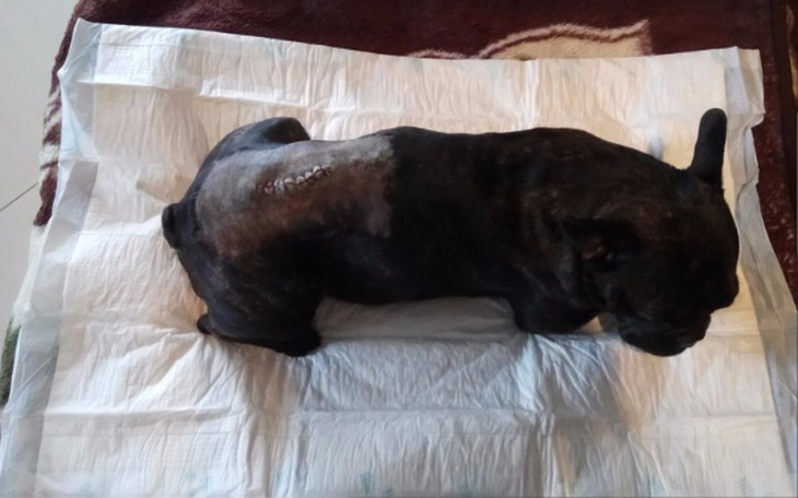 Zbiórka Buddy znów na posterunku - zdjęcie główne