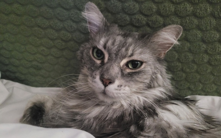 Zbiórka Kotka Luna potrzebuje pomocy - zdjęcie główne