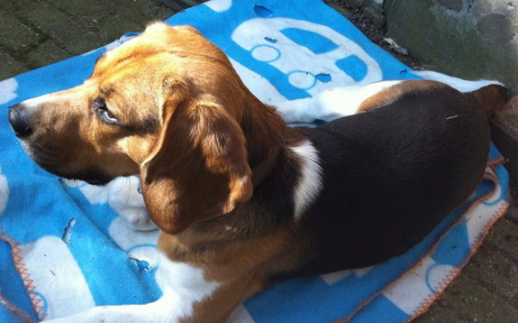 Beagle leżący na kocu, zrelaksowany i spokojny.