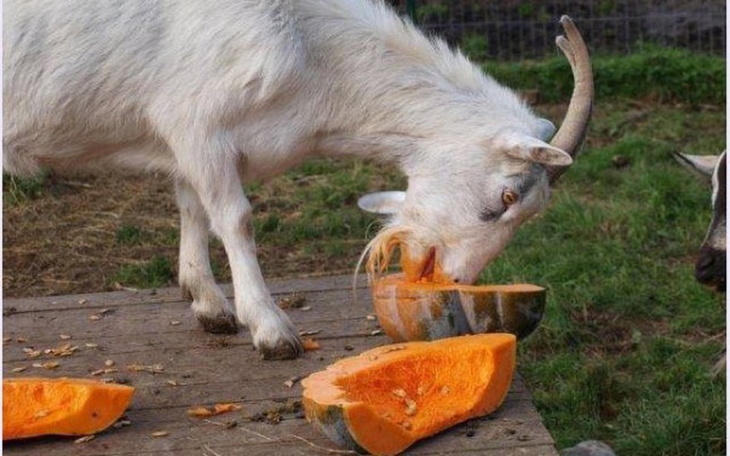 Zbiórka Dynie dla zwierzaków... - zdjęcie główne