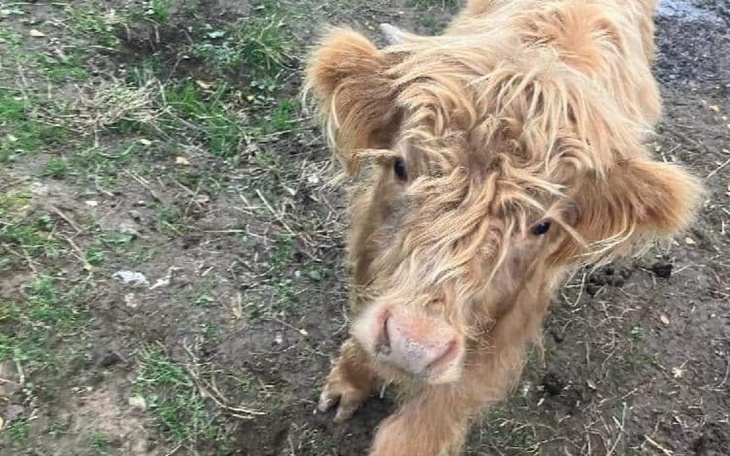Zbiórka Hak albo wolność - zdjęcie główne