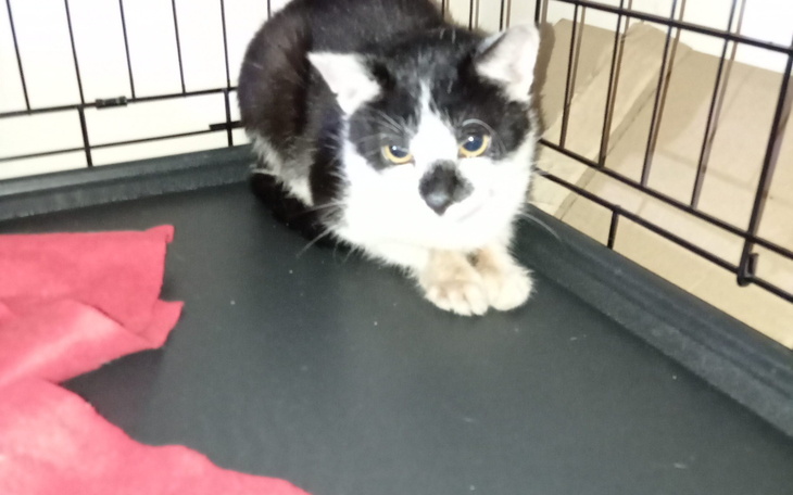 Mały kotek w klatce, wyglądający na niepewnego.