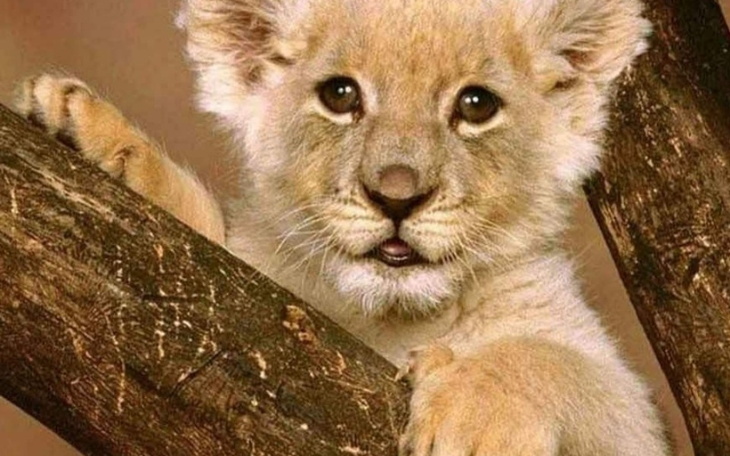 Zbiórka Na potrzebę - zdjęcie główne