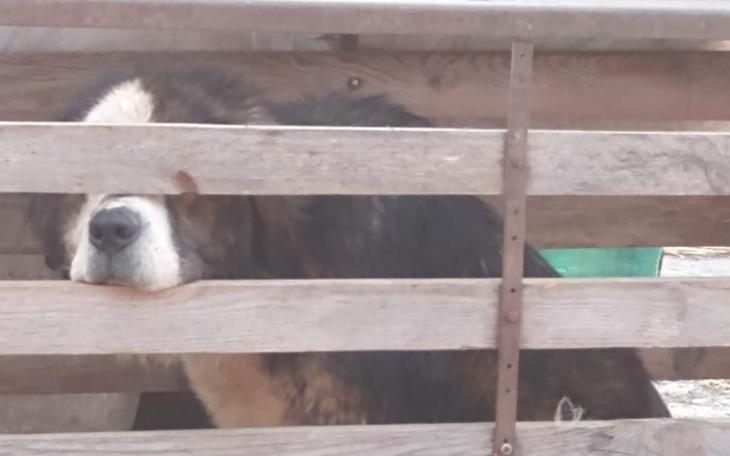 Zbiórka Na lepsze pieskie życie - zdjęcie główne