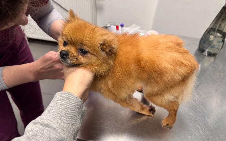 Mały piesek na stole weterynaryjnym, wygląda na zaniepokojonego.